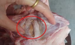 Thịt vai heo có nguy cơ chứa nhiều dư lượng thuốc kháng sinh đúng không?
