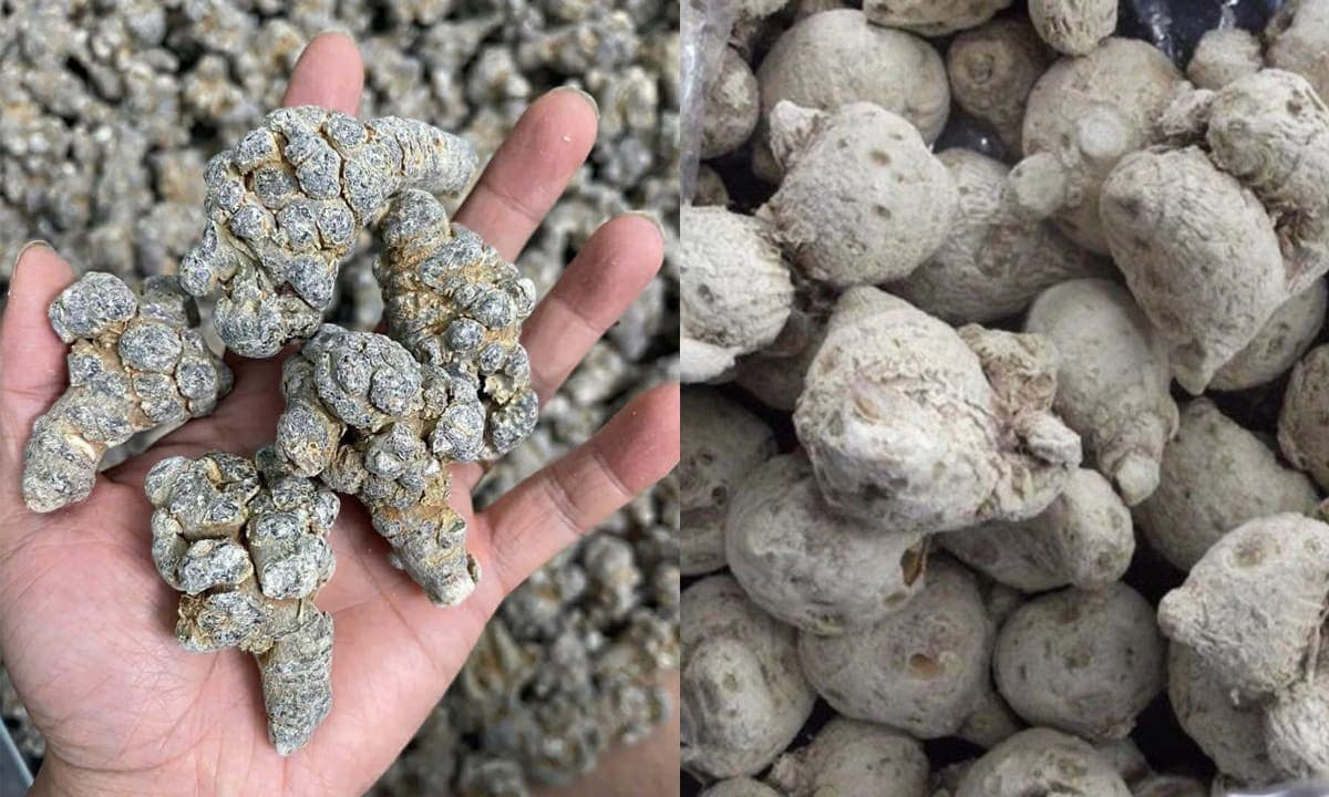 Tam thất bắc khác gì tam thất nam?