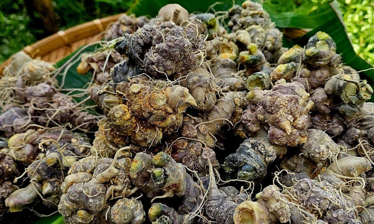 Những ai không nên uống tam thất?