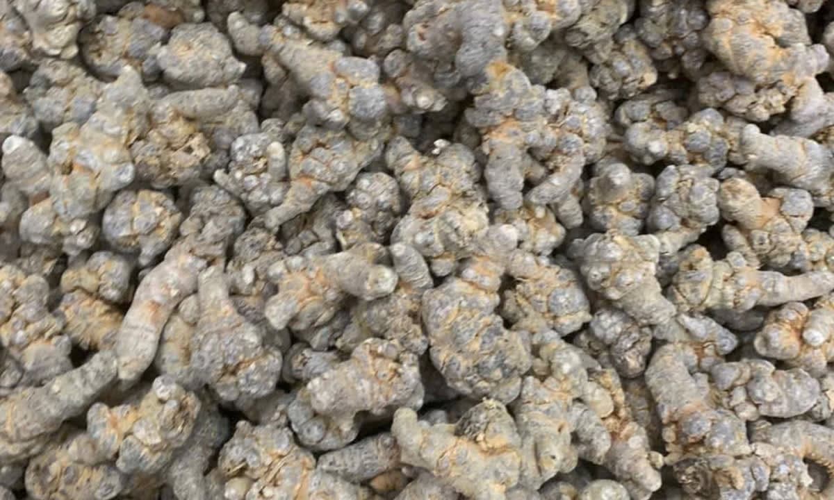 Tam thất có tác dụng gì với người trung niên?