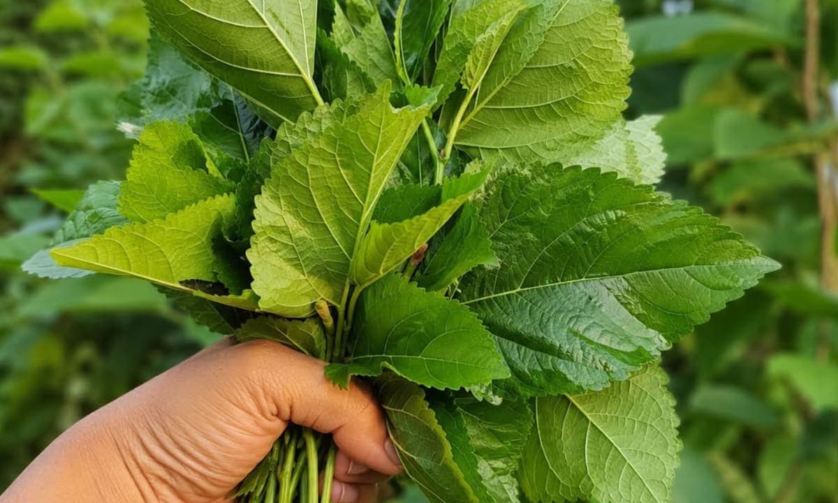 Lá dâu tằm có tác dụng gì với người bị viêm xoang?