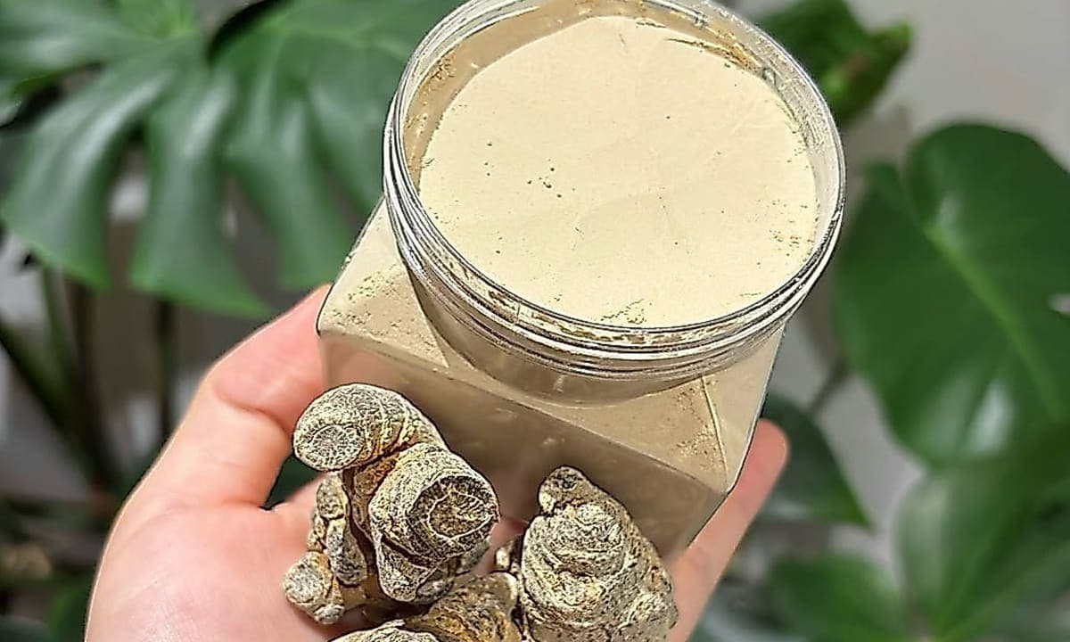 Mỗi ngày uống bao nhiêu tam thất là đủ?