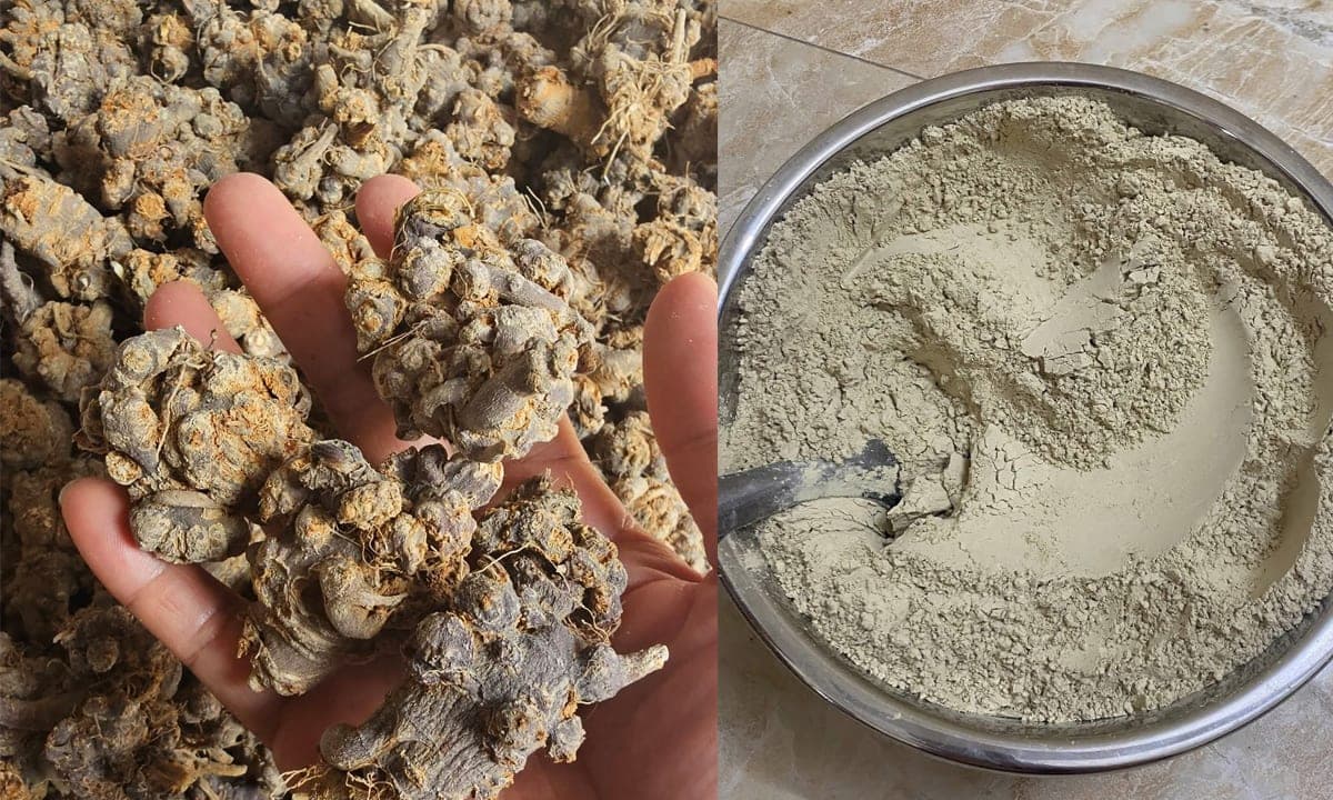 Uống tam thất kiêng gì? Lưu ý khi uống bột tam thất thuỷ phân Viện Hàn lâm Khoa học và Công nghệ Việt Nam